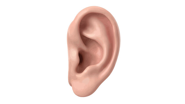 Realistic human ear model rendered in soft pink skin tones with a clean studio lighting setup
