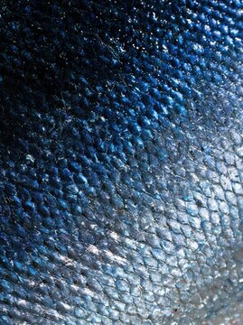 Tuna Skin with Navy And Black Skin in Vertical Macro View