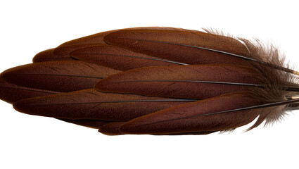 Group of dark brown bird feathers, isolated on transparent background © Elena