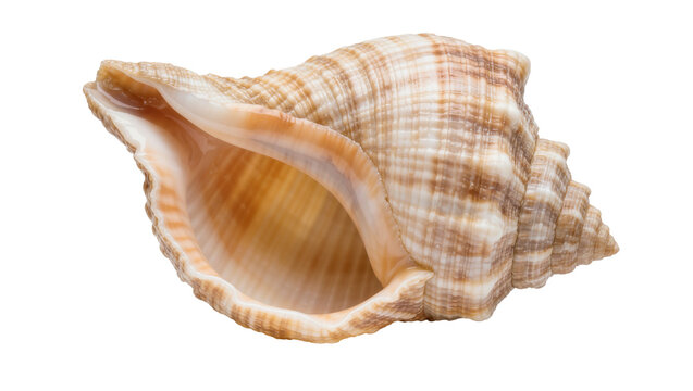 Detailed textured spiral seashell with intricate patterns, isolated on transparent background