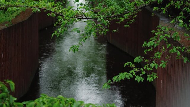 Waterway,Water,Water Surface,Water Droplets,Water Ripples,Ripples,Swaying,Rain,Leaf Cherry Blossoms,Upward Swing,HS