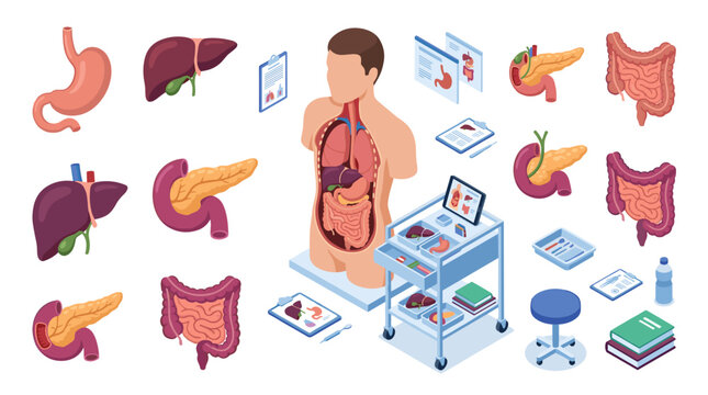 Medical Illustration Depicting Human Digestive System and Internal Organs in a Clinical Environment