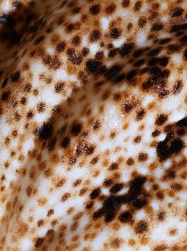 Cuttlefish Skin with Brown And Beige Skin in Vertical Macro View
