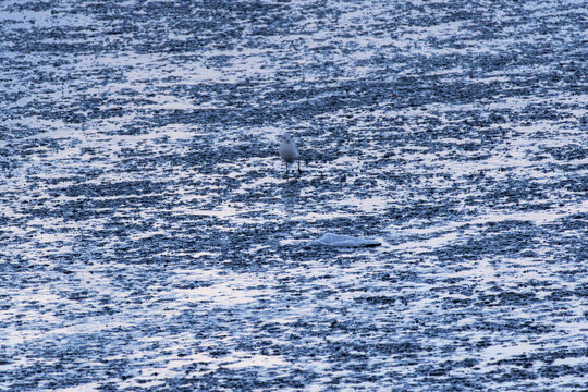 Seagull walking on mudflats at low tide