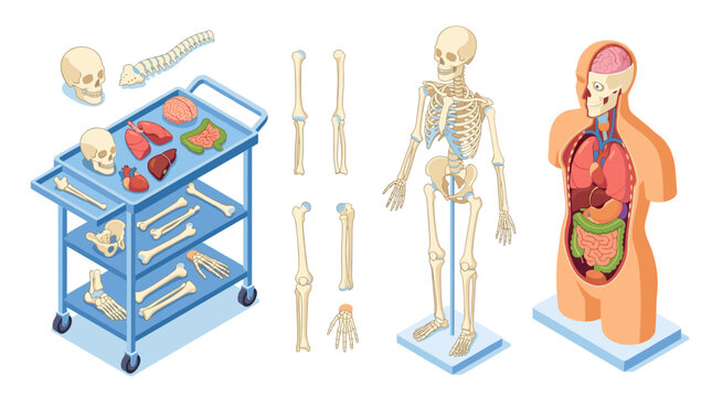 Comprehensive human skeletal system, anatomical organs and biological models on medical cart for educational and healthcare