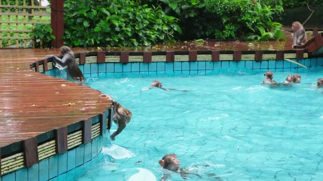 baby macaque sitting on pool edge before swimming in water with other monkeys. young primate enjoys swimming in outdoor pool. playful swimming shows wild animal behavior in nature