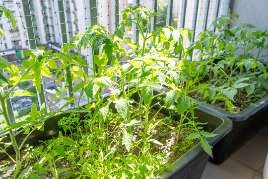 Tomato Plants Growing in Pots on Apartment Balcony Garden. Hobby houseplanting