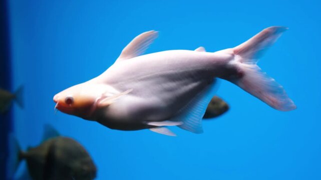 Albino pangasius catfish swimming in profile through blue aquarium water, slender pale body and orange head gliding past other fish with focused motion, visible fins, whiskers, gills, and tail