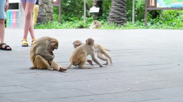 adult macaque sits on pavement while young macaque plays near tourists in park. wild macaque shows natural social behavior in nature reserve surrounded by visiting human tourists walking