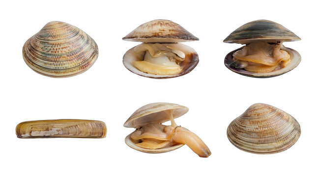 Assorted fresh clams including open shells isolated on white background with raw food sea life shell life