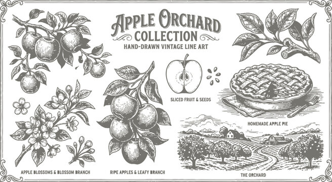 A Vintage Hand Drawn Collection of Apple Orchard Elements and Fruit Illustrations