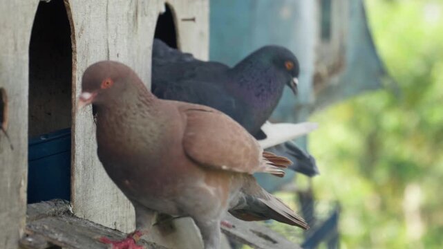 4k shot of blue and orange rock pigeons, rock doves, Columba Livia, or Columbidae, perched around their beautiful wooden home-like cage in the morning.