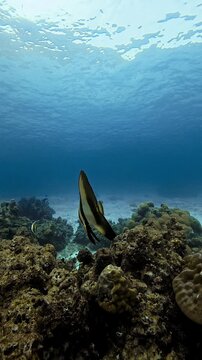 Juvenile batfish swimming gracefully over coral reef and sandy floor in ocean.