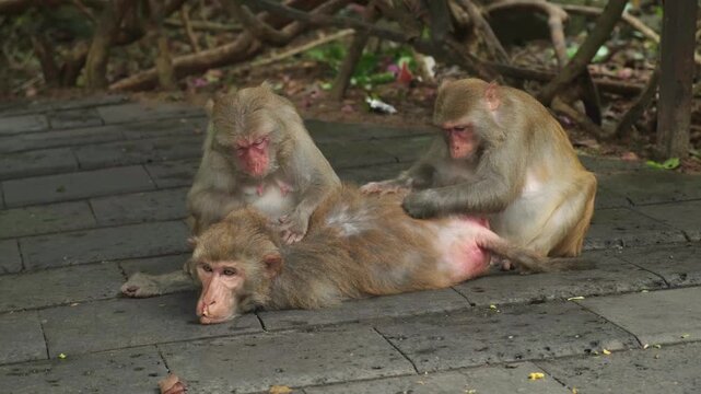 Three macaque monkeys engage in social grooming on paved stone ground in tropical park habitat. Primate hygiene behavior and group bonding strengthen social ties within the troop at wildlife reserve.