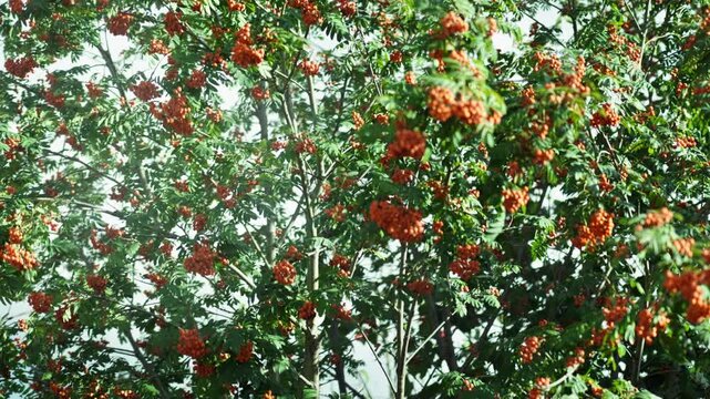 Bunches of orange rowan berries grow on a bush among the leaves