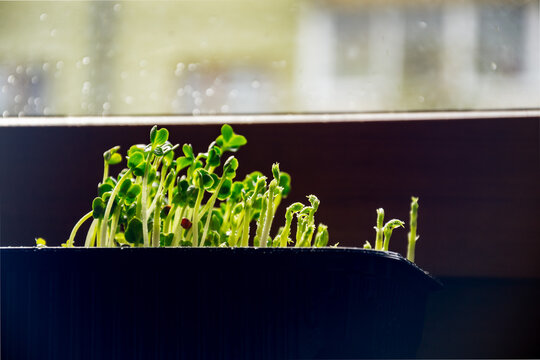 Fresh organic pea shoots and radish microgreens growing in plastic tray container by window for healthy raw nutrition
