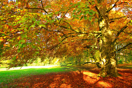 Herbstlandschaft, Buche