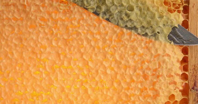 Wooden beehive frame close-up video, knife cuts wax caps from honeycombs, honey flows down the honeycombs.
