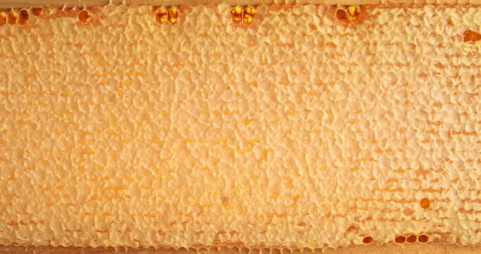 Wooden beehive frame with honeycombs close-up video. Combs full of honey sealed with wax caps.
