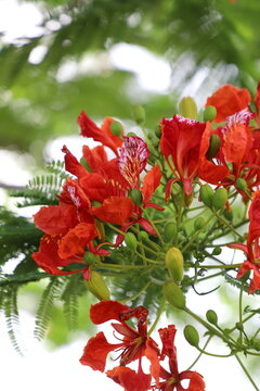 Vibrant red flamboyant tree flowers blooming among delicate fern-like foliage, captured outdoors in bright natural light with a softly blurred green background.