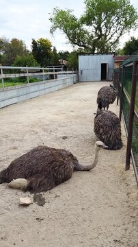 Ostrich lying on sand with emus in aviary vertical video