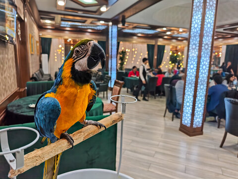 Parrot on a restaurant at Samarkand on Uzbekistan
