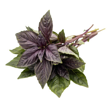 A fresh bunch of purple and green basil leaves with stems on a white background, isolated on a, transparent background