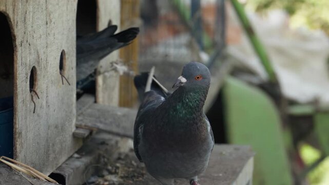 4k shot of blue and orange rock pigeons, rock doves, Columba Livia, or Columbidae, perched around their beautiful wooden home-like cage in the morning.