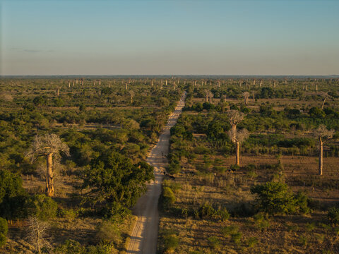 Aerial view of the Avenue of the Baobabs with towering baobab trees lining a dusty road through the dry landscape of Morondava, Menabe, Madagascar.