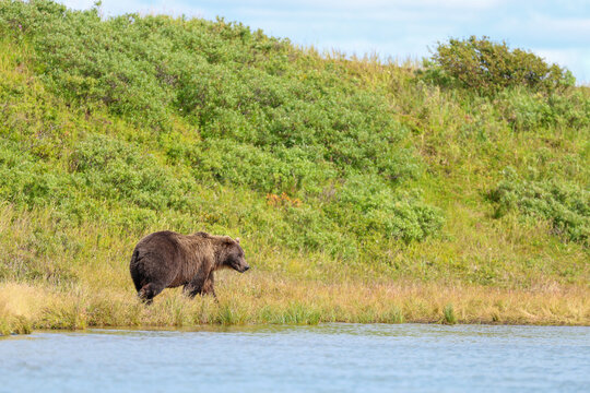 Wild Alaskan brown bear roaming the Alaska tundra. The grizzly bear territory runs along the Egegik river near Bristol Bay
