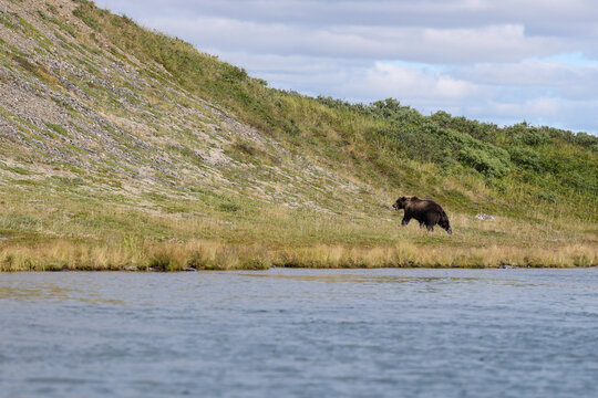 Wild Alaskan brown bear roaming the Alaska tundra. The grizzly bear territory runs along the Egegik river near Bristol Bay