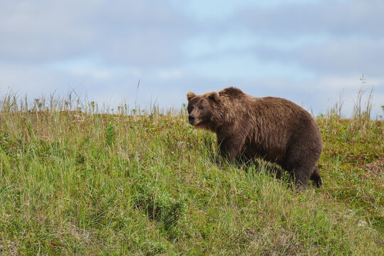 Wild Alaskan brown bear roaming the Alaska tundra. The grizzly bear territory runs along the Egegik river near Bristol Bay