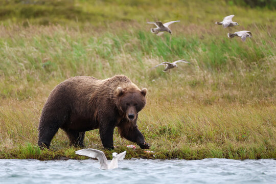 Wild Alaskan brown bear roaming the Alaska tundra on the Egegik river. The grizzly is surrounded by seagulls.