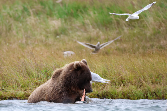 Wild Alaskan brown bear eating fresh salmon in the Egegik river.