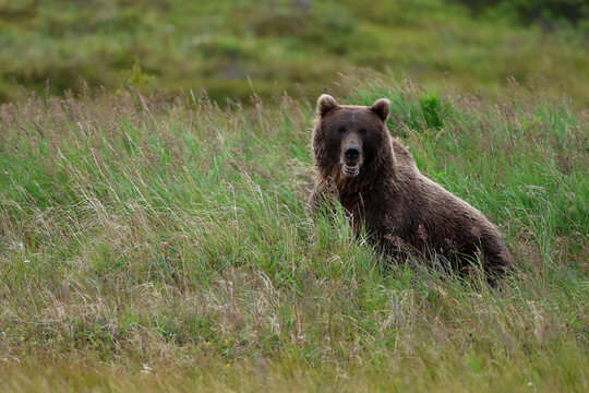 Wild Alaskan brown bear roaming the Alaska tundra. The grizzly bear territory runs along the Egegik river near Bristol Bay