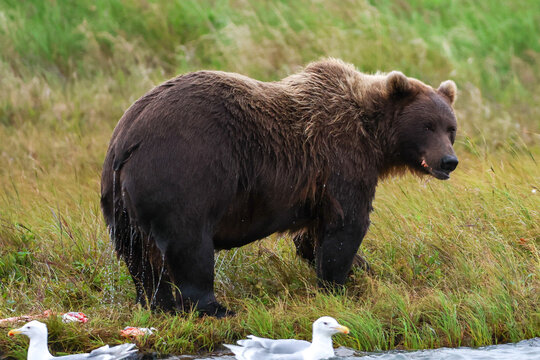 Wild Alaskan brown bear with wet fur. The grizzly is looking back and fresh salmon can be seen in his mouth.