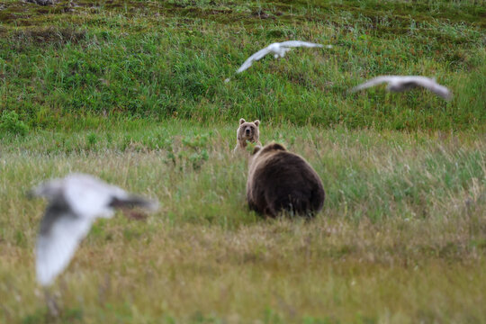 Two wild  Alaskan brown bears roaming the Alaska tundra. The grizzly bear territory runs along the Egegik river near Bristol Bay