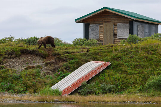 Wild Alaskan brown bear roaming the Alaska tundra next to a boarded up cabin.