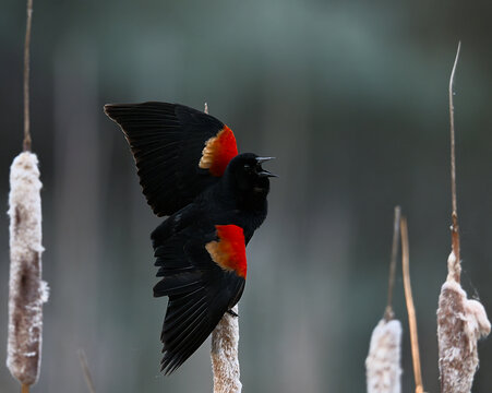 Red Winged Black Bird Calling with Both Wings in Frame