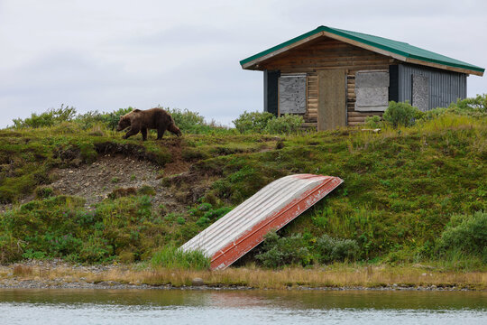 Wild Alaskan brown bear roaming the Alaska tundra next to a boarded up cabin.