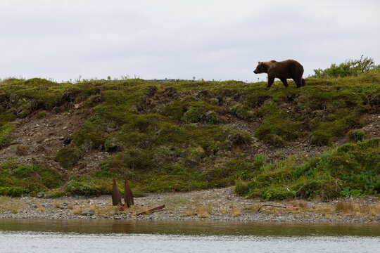 Wild Alaskan brown bear roaming the Alaska tundra. The grizzly bear territory runs along the Egegik river near Bristol Bay