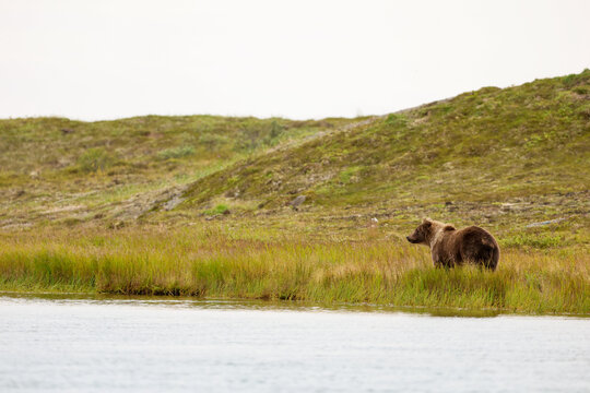 Wild Alaskan brown bear roaming the Alaska tundra. The grizzly bear territory runs along the Egegik river near Bristol Bay