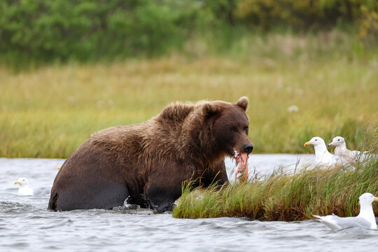 Wild Alaskan brown bear roaming the Alaska tundra. The grizzly bear territory runs along the Egegik river near Bristol Bay