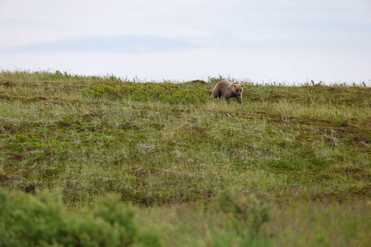 Wild Alaskan brown bear roaming the Alaska tundra. The grizzly bear territory runs along the Egegik river near Bristol Bay