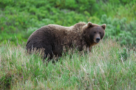 Wild Alaskan brown bear roaming the Alaska tundra. The grizzly bear territory runs along the Egegik river near Bristol Bay