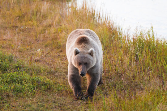 Wild Alaskan brown bear roaming the Alaska tundra. The grizzly bear territory runs along the Egegik river near Bristol Bay