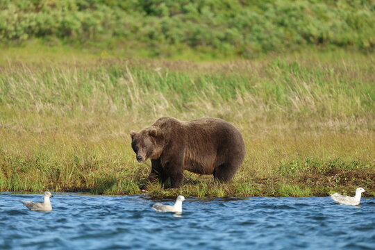 Wild Alaskan brown bear roaming the Alaska tundra. The grizzly bear territory runs along the Egegik river near Bristol Bay