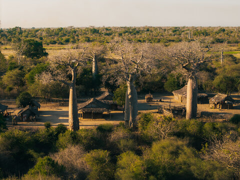 Aerial view of the iconic baobab trees towering over a small rural village with traditional huts and lush vegetation in Morondava, Menabe, Madagascar.