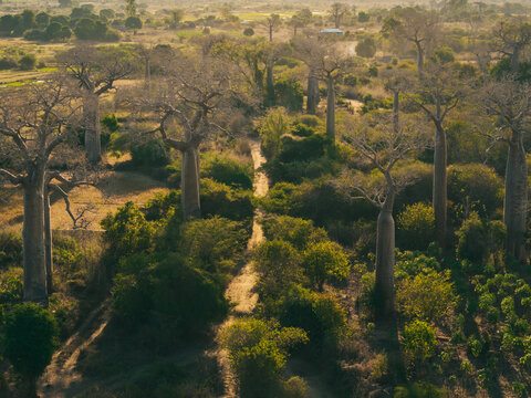 Aerial view of the iconic Avenue of the Baobabs with tall trees lining a dirt path through dry vegetation under warm golden hour light in Morondava, Menabe, Madagascar.
