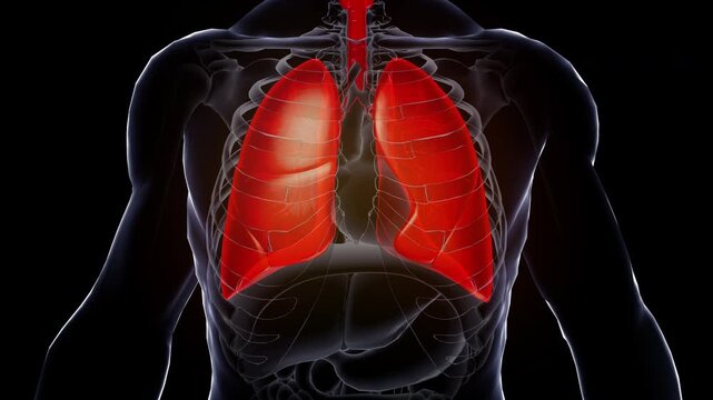 Human Internal organs system 3D animation, lung,medical anatomy video